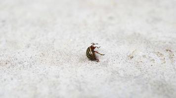 Close-up colorado potato beetle flips and crawls. Macro video of the colorado potato beetle walking