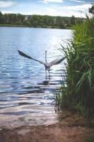 large bird with a wingspan flying on the lake photo