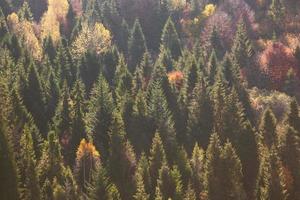 Ukrainian Carpathian Mountains in the autumn, colorful forest photo