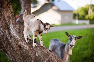 A beautiful photo of two goat from mom and baby