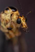 close-up macro shot of an insect photo