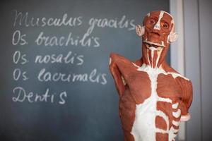 anatomía del músculo humano en un maniquí foto