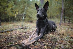 young black purebred dog gnaws a stick in the forest. photo
