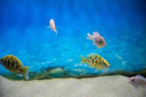 beautiful colored fish in the aquarium photo