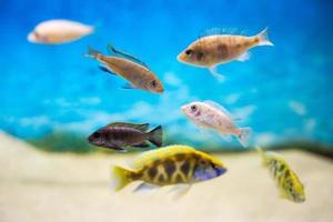 beautiful colored fish in the aquarium photo