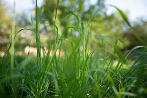close up of fresh green grass on the lawn growing in summer. photo