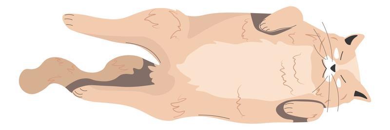 Lazy kitten sleeping and napping, kitty character