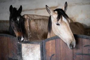 a beautiful horse in the stable photo