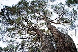 big trees in the forest photo