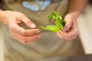 cook in the kitchen tears off a mint leaf photo