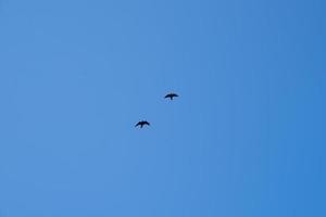 two birds are flying in the sky photo