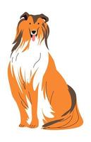 Border collie with long hair, canine animal vector