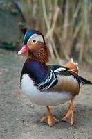 beautiful close up mandarin duck photo