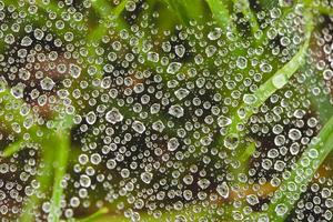 primer plano de gotas de rocío en la telaraña foto