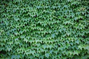 wall covered in green ivy photo