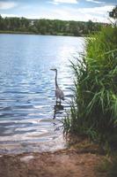 big bird heron soars over the lake photo