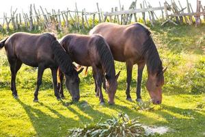 hermosos caballos pastan en el pasto
