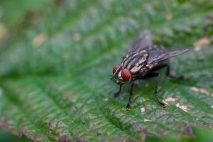 close up of a fly insect photo