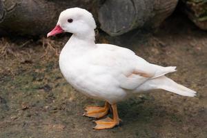 beautiful close up white duck photo