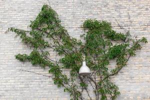 hiedra verde en forma de árbol se extiende a lo largo de una pared de ladrillo, lámpara de calle. foto