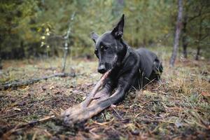 young black purebred dog gnaws a stick in the forest. photo