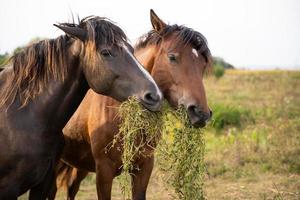 beautiful horses graze in the pasture photo