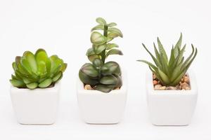 decorative plant in a pot on a white background for the interior photo