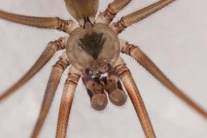 close up spider, macro photography photo