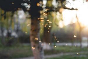 many mosquitoes at sunset photo