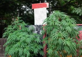 primer plano de marihuana de follaje espeso, droga, planta medicinal.
