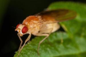 close up of a fly insect photo