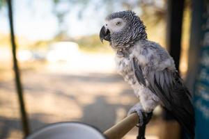 African gray parrot Jaco photo