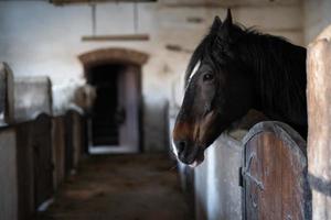 a beautiful horse in the stable photo