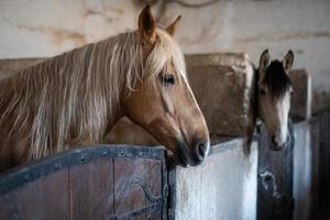 a beautiful horse in the stable photo