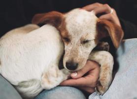 hermoso cachorrito descansando, durmiendo después de un día ajetreado. foto