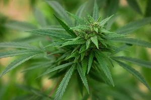 primer plano de marihuana de follaje espeso, drogas, plantas medicinales