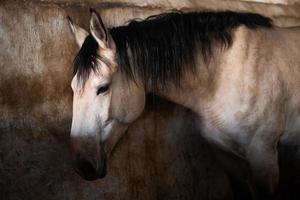 un hermoso caballo en el establo foto