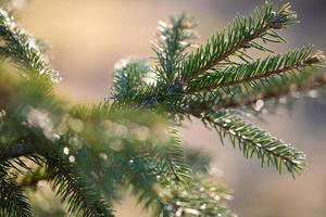 a branch of a coniferous tree against the light photo