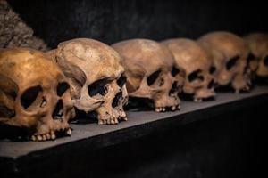 many skulls are human laid out in rows on the shelf photo