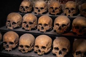 many skulls are human laid out in rows on the shelf photo