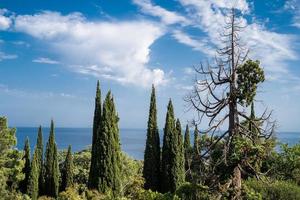 bella foto paisajística de altos árboles verdes en la playa del mar