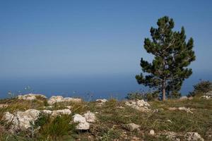 beautiful landscape of tall green tree on and blue sky on horizon photo