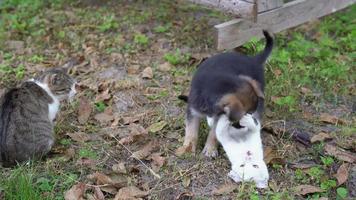 cachorrinho preto brinca com um gatinho no jardim sob a supervisão de um gato adulto. um cachorro fofo morde um amigo e ele revida, arranha e foge. animais de estimação brincam na grama ao ar livre. video