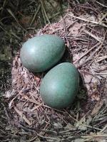 un par de huevos de pájaro azul en un nido en el bosque en un árbol. foto