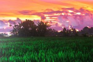 una hermosa puesta de sol sobre el campo de arroz foto