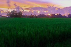 una hermosa puesta de sol sobre el campo de arroz foto