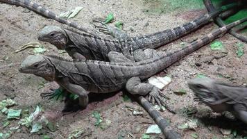 Leguan der kleinen Antillen - Iguana delicatissima video