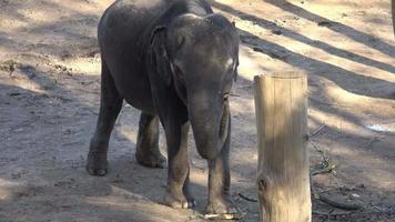 éléphant indien elephas maximus indicus video