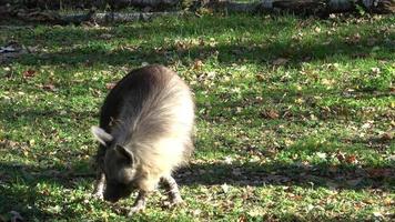 Marrone iena parahyena brunnea a piedi video