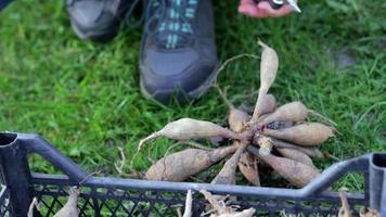 o jardineiro separa os tubérculos da dália. cuidados com as raízes das plantas. tubérculos de dália no chão antes do plantio. plantando um tubérculo de dália germinado com brotos em um jardim de flores de primavera. video